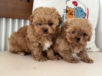 Yasal Ruhsatlı Çiftlikde Ziyarete Açık Maltipoo Yavrular