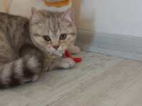 Sevimli british kedimiz tarçın