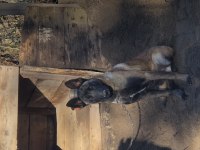 Belçika Malinois Erkek