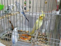 Teksas silver muhabbet kuşu bebekler