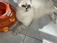 GÜZEL KEDİLERİMİ SAHİPLENDİRİYORUM