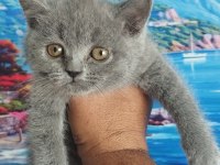 Muhteşem yavru kedilerim artık hazır