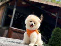 Sağlık ve ırk garantili pomeranianlarımız