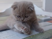 Muhteşem güzellikte scottish fold yavrularımız