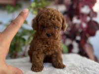 RED BROWN TOY POODLE BEBEKLER
