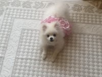 Pomeranian dişi kızımız