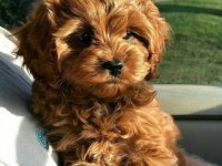 Maltipoo Yavrularımız Sıfır Boy