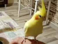 Lutino Sultan Papağanı yeni sahibini arıyor