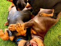 Türkiyenin en güvenilir çiftliğinden doberman