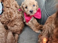 Anne altından mini maltipoo