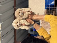 Maltipoo yavrularımız
