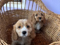 Orjinal cavapoo yavrular