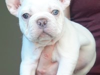 Exotic French Bulldog eşsiz güzellikte erkek yavru