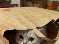 British shorthair kedimiz