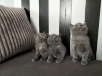 British shorthair eğitimli yavrular teslime hazır