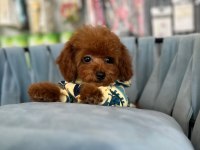 KORE KAN IRK VE SAĞLIK GARANTİLİ AŞILI ERKEK YAVRU POODLE