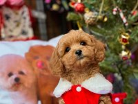 Maltipoo dişi köpeğimiz