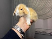 HOLLANDA LOP TAVŞANLARI