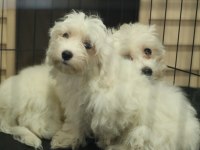 Dünya Tatlısı Minnoş Maltese Terrier