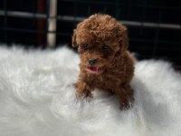 Ankaranın En Seçkin Redbrown Toy Poodle Yavruları