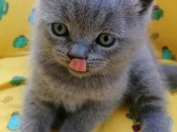 Sahibinden british blue point yavrular