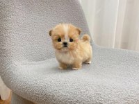 Baldan tatli maltipoo bebeklerimiz