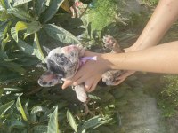 MERLE FRENCH BULLDOG KIZIMIZ