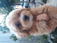 Maltipoo Yavrularımız Irk Ve Sağlık Garantili
