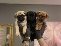 Safkan Pug Yavruları