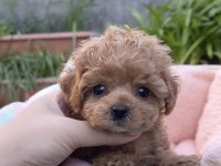 Kıvır kıvır toy poodle