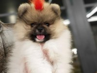 Olağanüstü güzellikte pomeranian