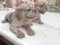 Renkli Gözlü Irk Garantili French Bulldog Yavrularım