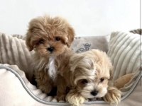 Türkiyenin en iyi kore maltipoo yavruları