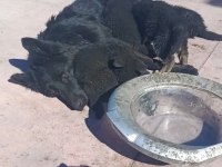 Alman çoban köpeği