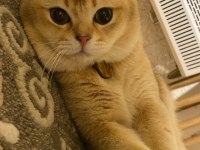 Erkek kedi eş ilanı