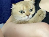 Scottish fold dişi kedimiz
