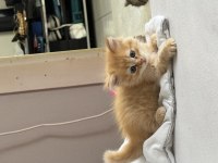 British longhair yavru erkek kedimiz