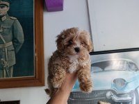 Sevimli Maltipoo Bebekler