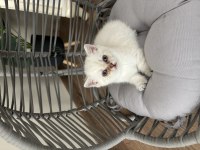 Yuvarlak kafa british shorthair dişi yavru