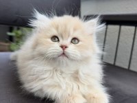 British longhair CY11 çikolata golden yavru