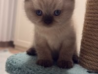 Çikolata point ve beyaz british shorthair
