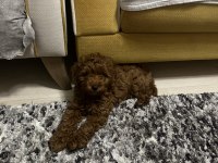 Toy poodle köpeğimiz
