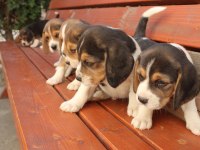 Muhteşem beagle yavrularımız