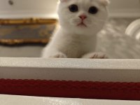 Güzel scottish fold oğlumuza güzel bir yuva