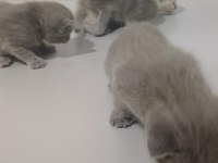 2 aylık yavru scottish fold kedimiz