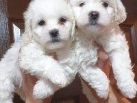 Maltese terrier