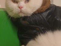 2.5 aylık scottish fold yavrumuz