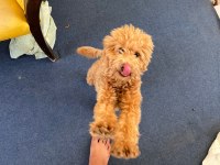 Acil Cipli 8 Aylık Poodle