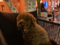 4 aylık toy poodle
