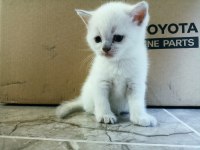 British shorthair blue point yavruları